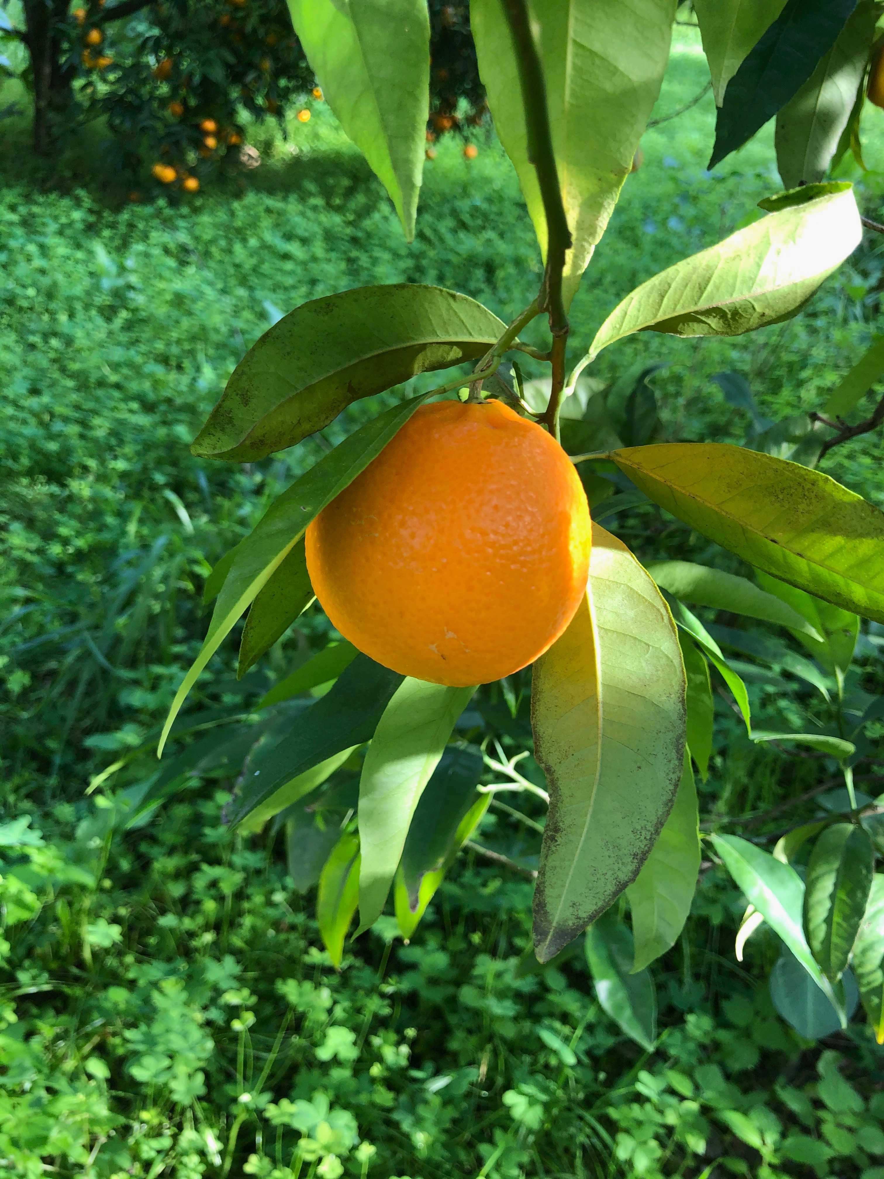 Cítricos Orgânicos: Tangerina, Laranja, Clementina