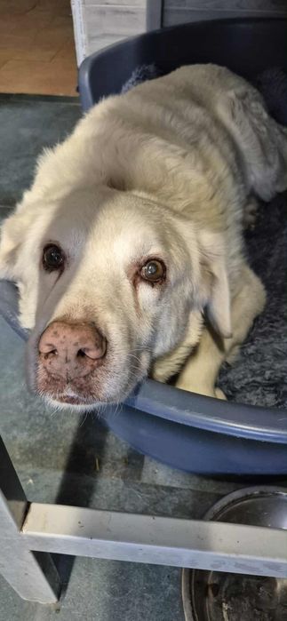 Cudowny senior do adopcji