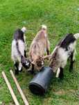 Vendo cabras 4 meses