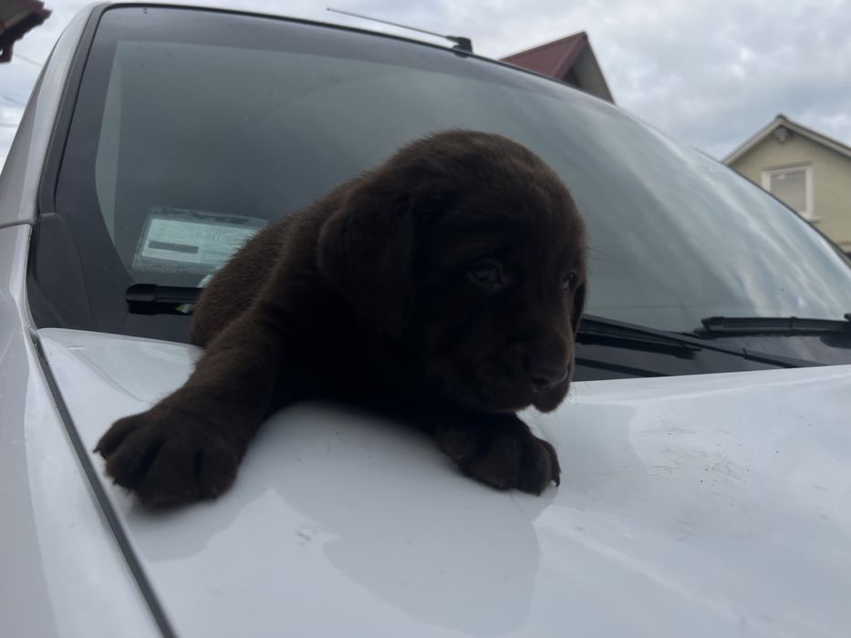 Найкращий хлопець