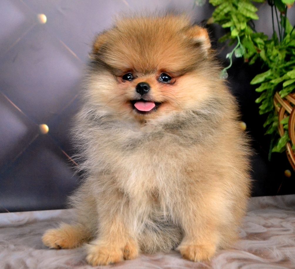 Шикарний МІНІ Хлопчик