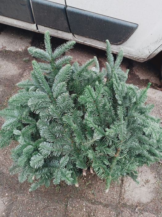 Jodła Nobilis wysyłka