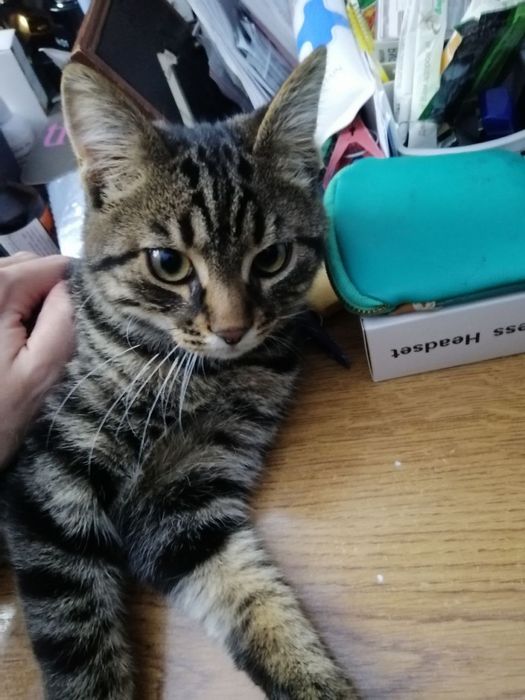 Бесплатно котята