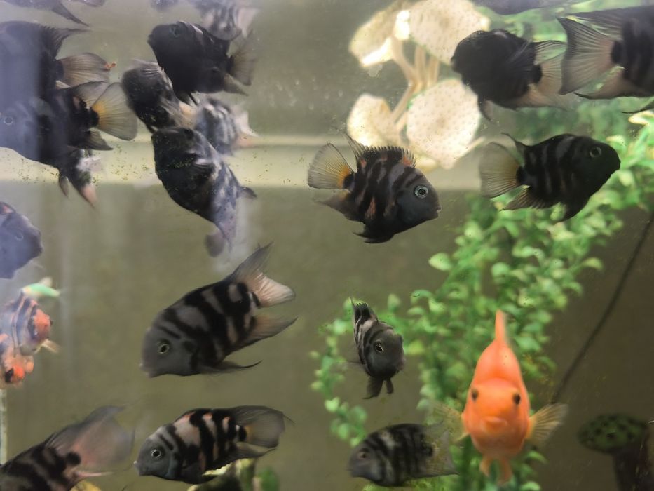 Сапфировый попугай