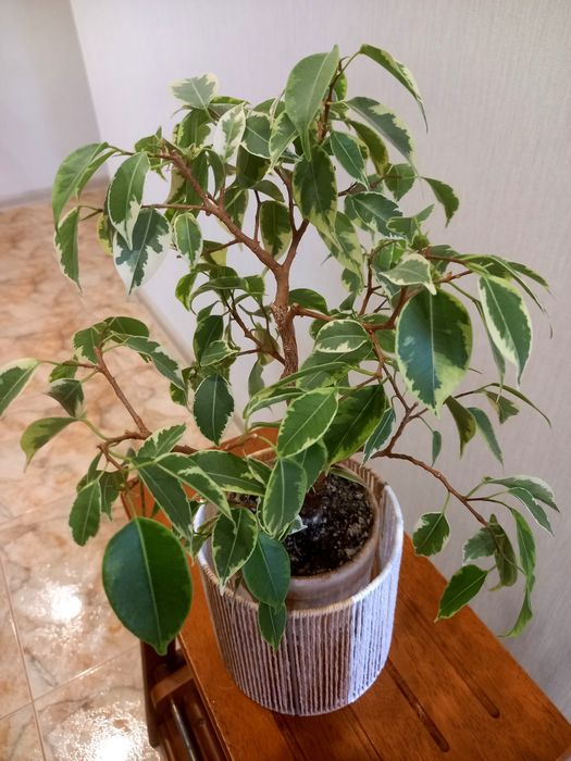 Два фікуси  Кінкі варіегатний і Данієль зел. дорослі,самовивіз Київ