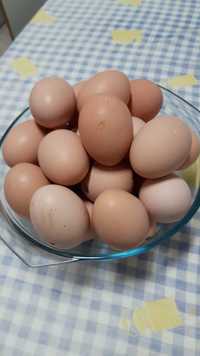 Ovos caseiros de galinhas