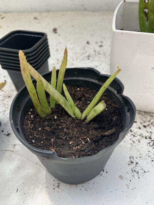 Aloe vera filhotes