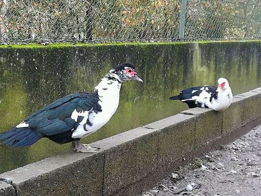 Troco pato mudo por fardos de feno