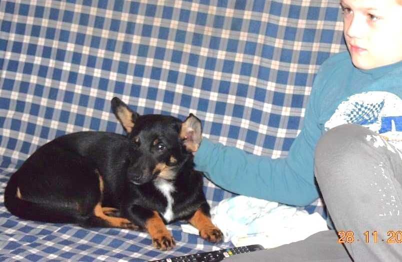 Kocha dzieci, malutka, cudna, fantastyczna sunia szuka domu