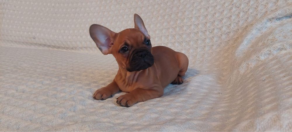 Szczeniak, buldog francuski, piesek