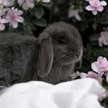 Królik mini lop z domowej hodowlii