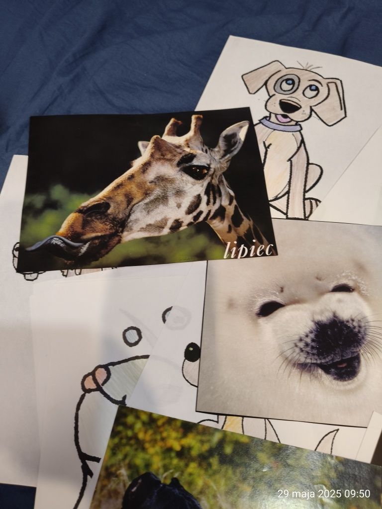 Karty obrazkowe flashcards zwierzęta Animals SP English kolekcja zesta