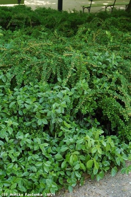 Trzmielina Fortunea Coloratus - sadzonka z gruntu