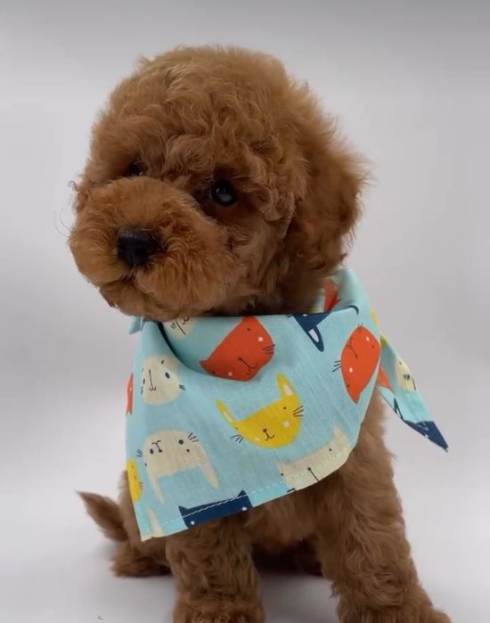 Той пудель Ред браун, Хлопчик