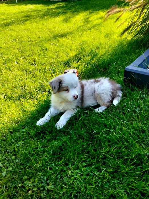 Piękny szczeniak Border Collie FCI