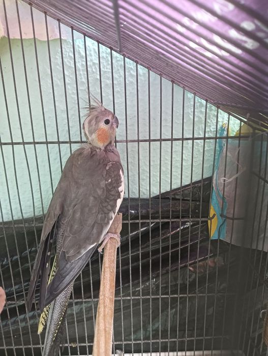 Casal de caturras reprodutores