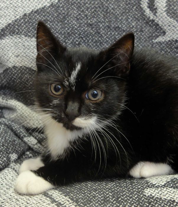 Чорненьке 3 місячне кошеня котик