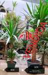 Palmeira Yucca  tronco grosso/fino (planta interior/exterior) desde 8€
