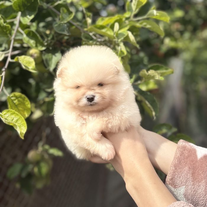 чудова дівчинка шоу классу