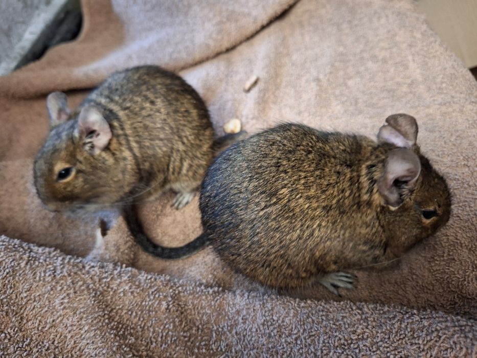 Koszatniczki plus całe wyposażenie