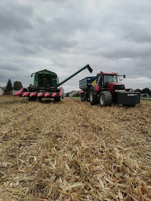 Usługa koszenia kukurydzy na ziarno z przyczepą przeładunkową