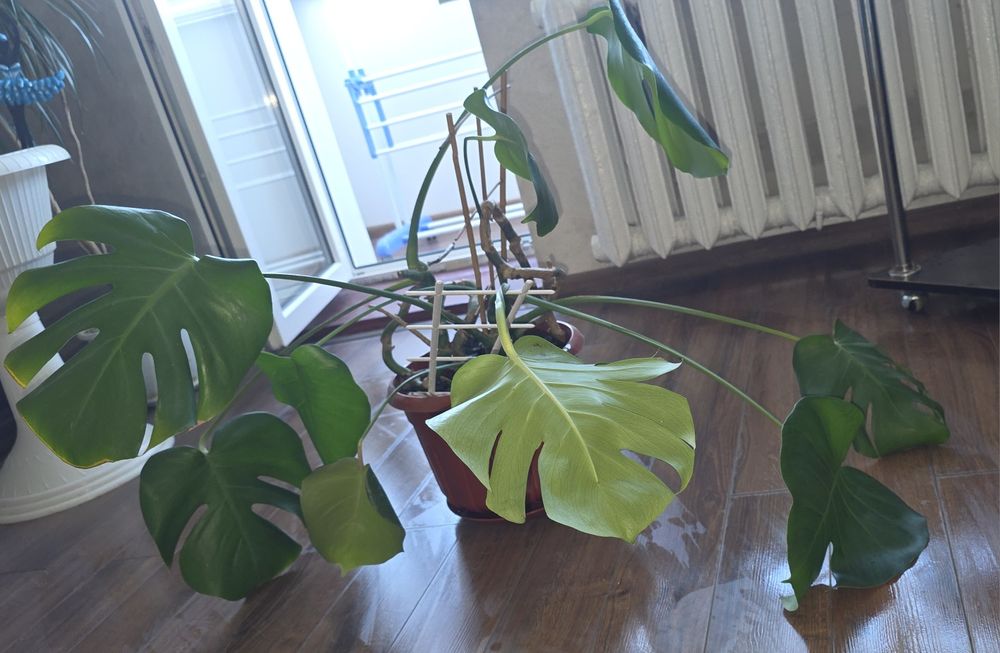 Монстера деликатесная