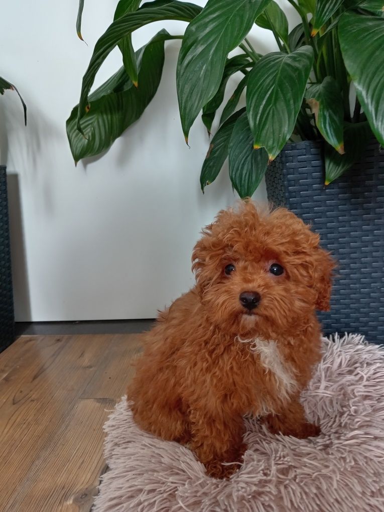 Suczka Maltipoo F1b