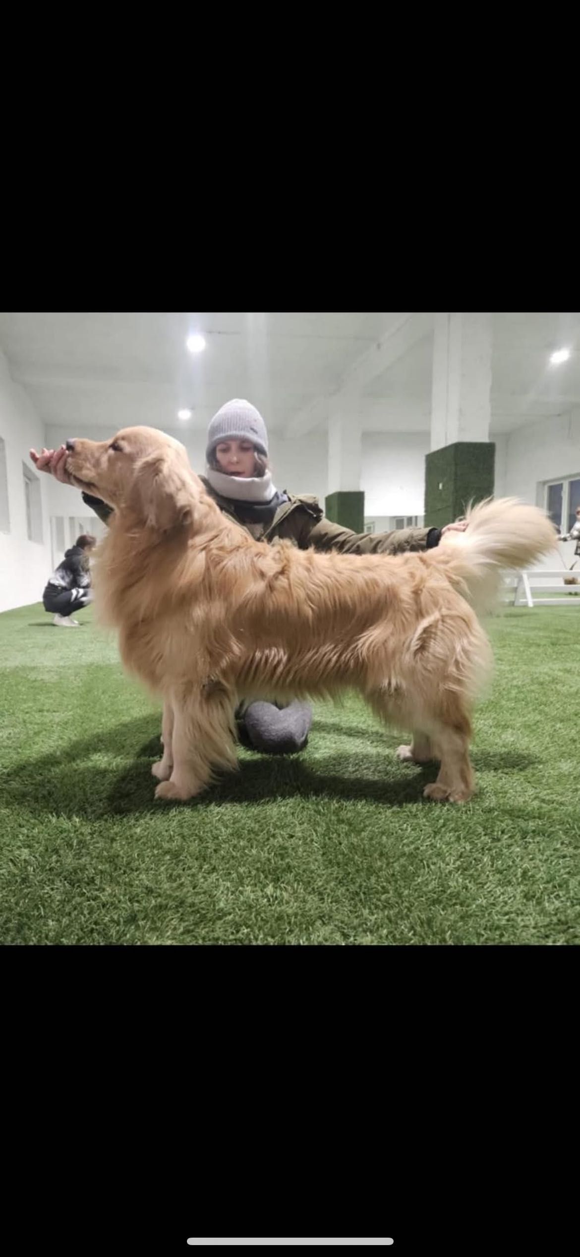 Reproduktor Golden Retriever FCI ZkwP Linia Amerykańska
