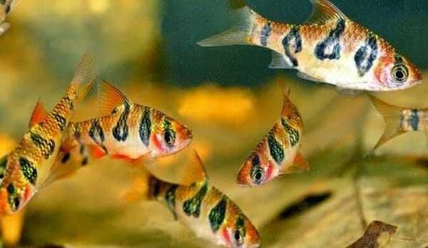 Brzanka nadobna - Desmopuntius rhomboocellatus - dowozimy