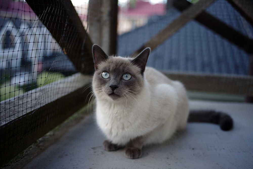 AF Pentax-DA 40/2,8 Limited - "цифромлинчик" від Пентакс