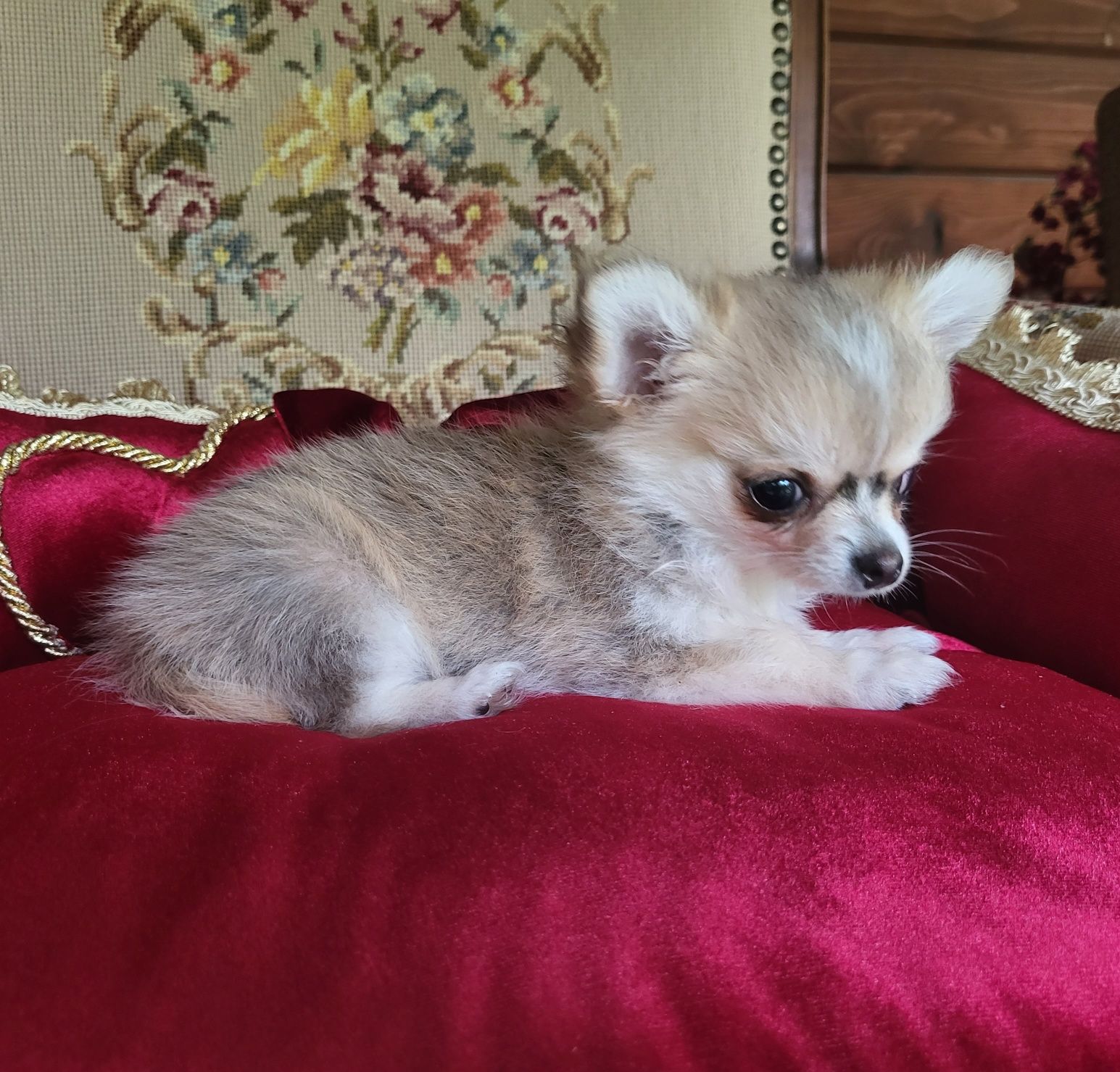 Chihuahua piesek