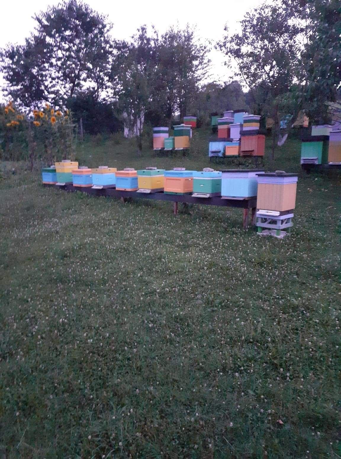 Rodziny pszczele na ramce warszawskiej poszerzonej lub dadant
