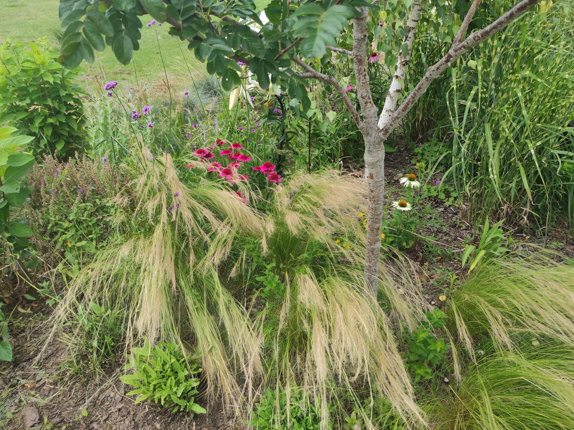 Stipa sadzoni ostnica ponny tail