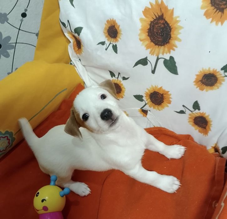 Девочка джек рассел терьер ищет маму