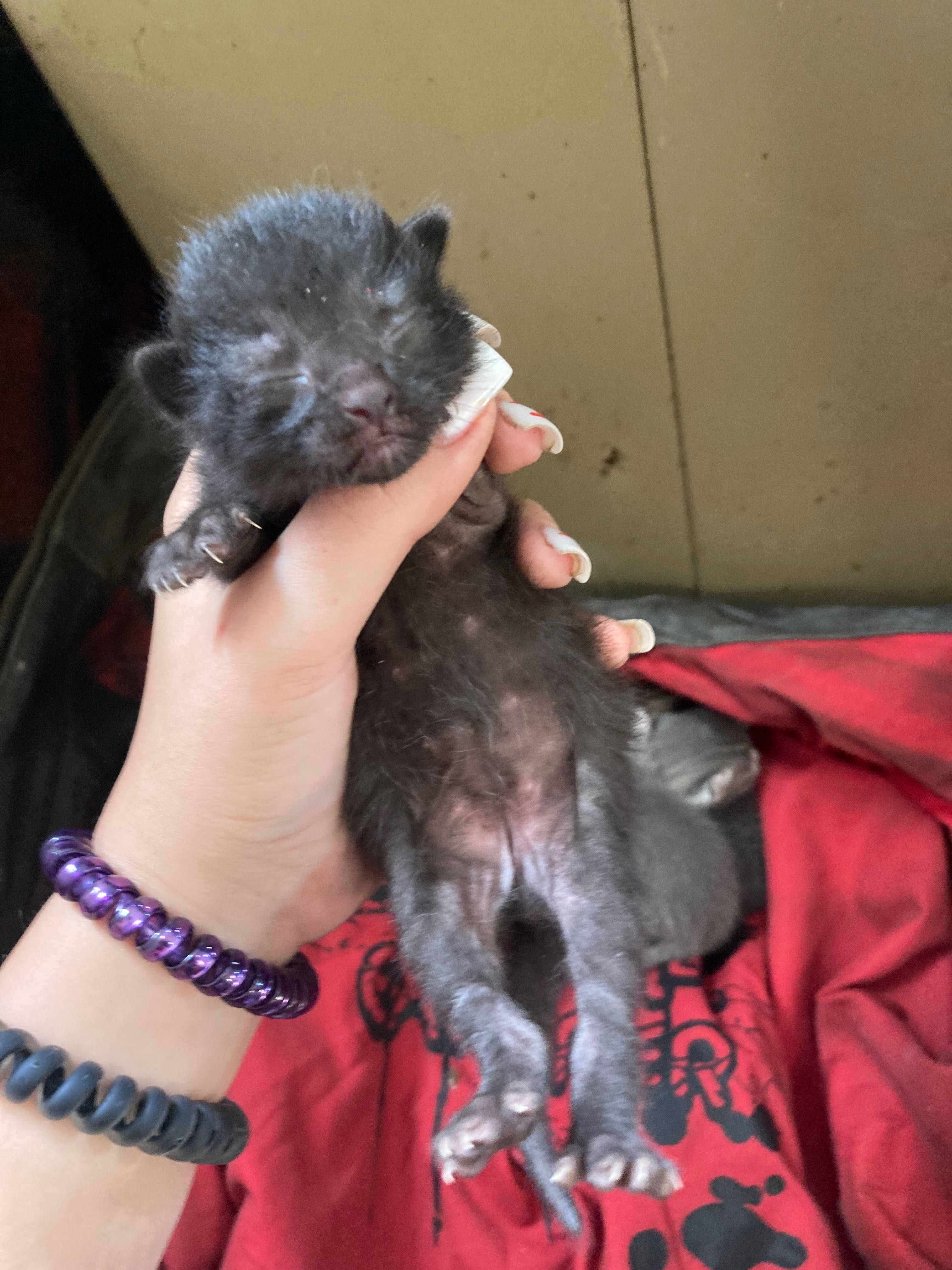 Кошенята шукають родину