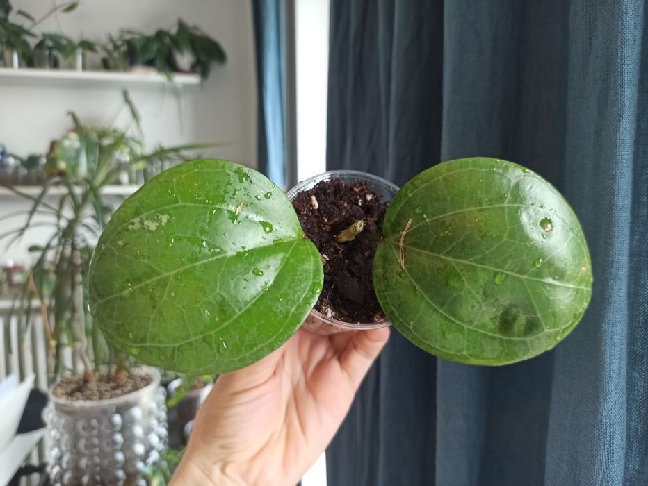 Hoya Sarawak Cream