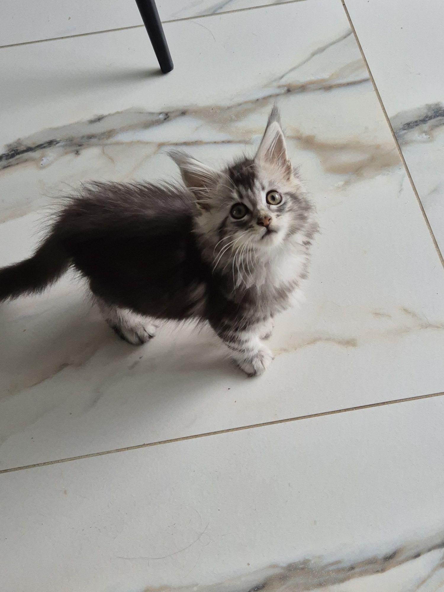 Maine coon kot MCO Maine coon