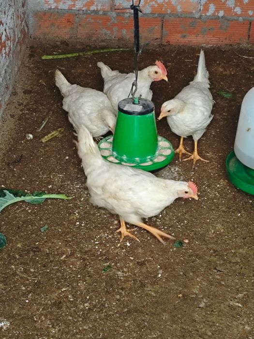 Vendo Galo Leghorn