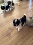 Shih-tzu suczka czarno- biała