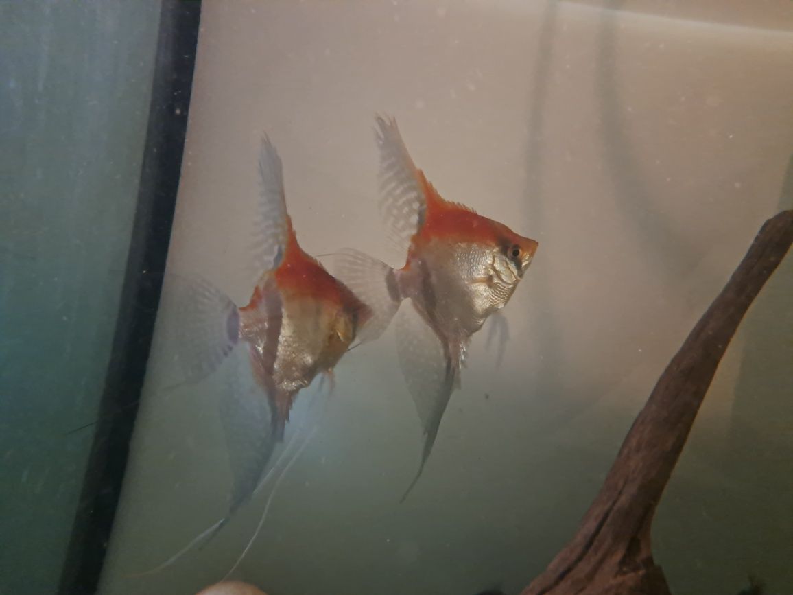Skalar manacapuru red dorosłe