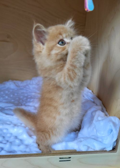 Szkocki prostouchy już do odbioru WCF