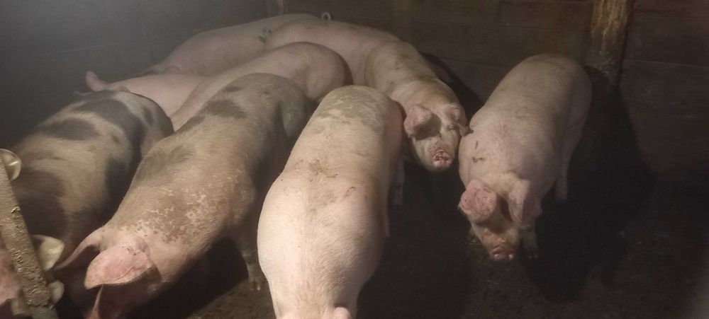 Продам свині живою вагою
