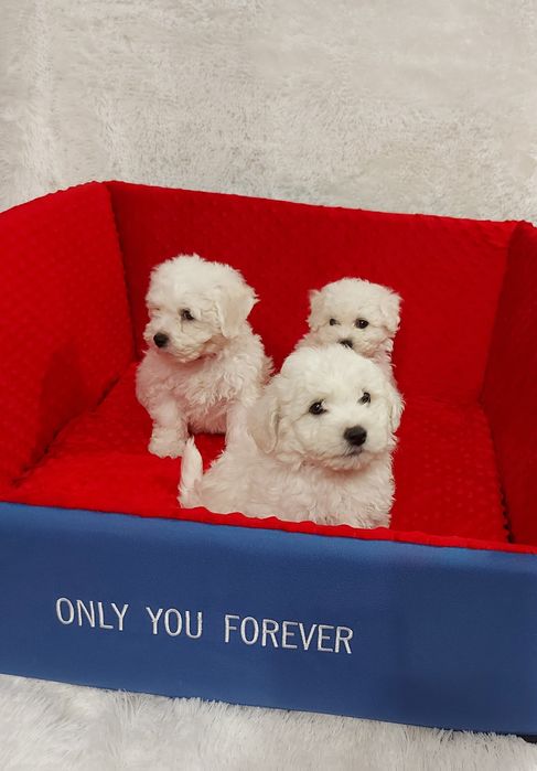 Bichon frise prześliczny piesek z rodowodem gotowy do odbioru