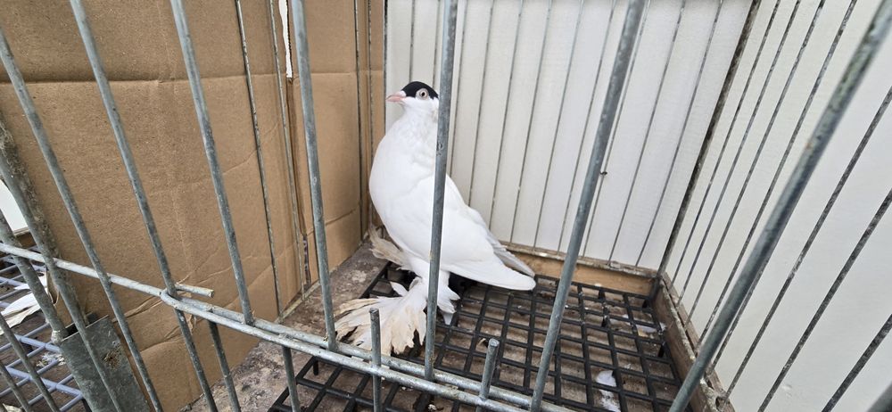 Krymki Polska młode 25r