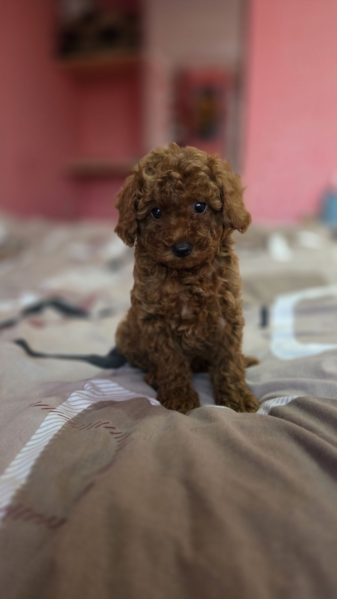 Caniche toy magnifico