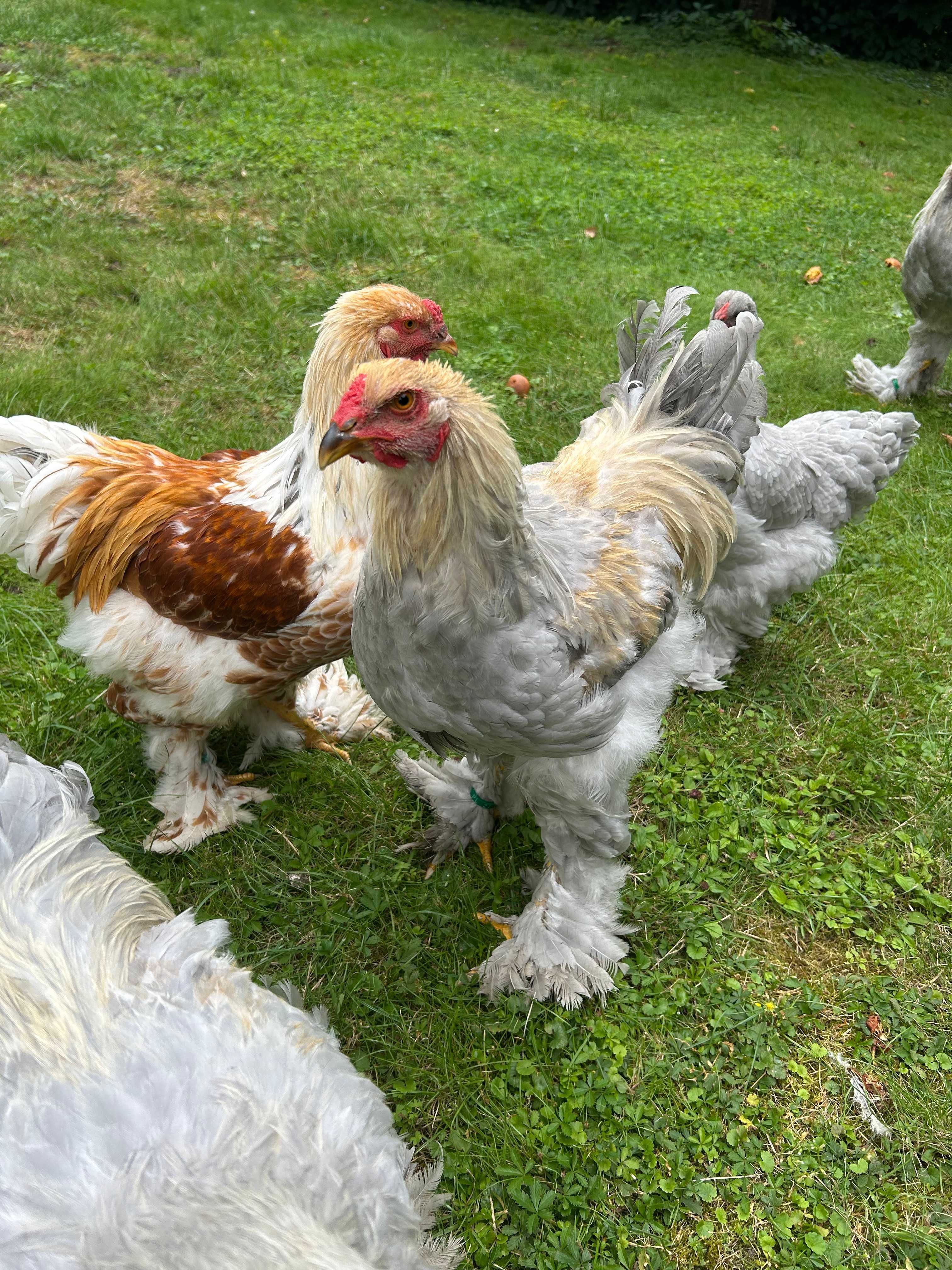 Brahma olbrzymia kury ozdobne