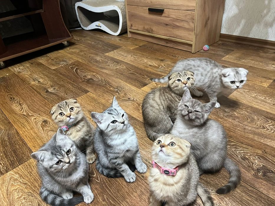 Шотландські кошенята