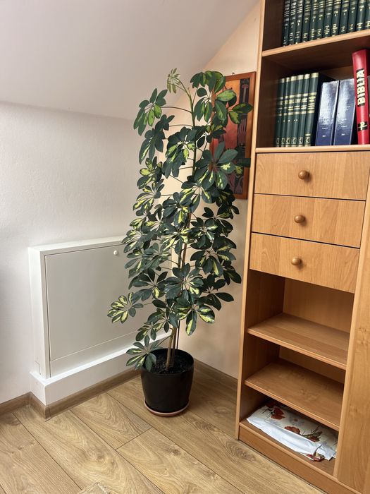 Szeflera Schefflera 150 cm