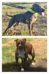 American Pit Bull
