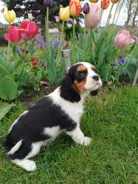 Cavalier King Charles Spaniel